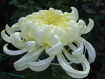 curlymum